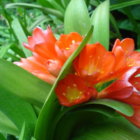 Clivia